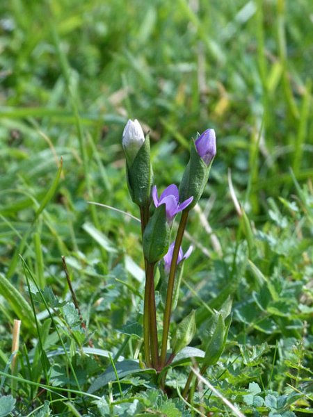 Field Gentians and Autumn Lady's Tresses on the Downs